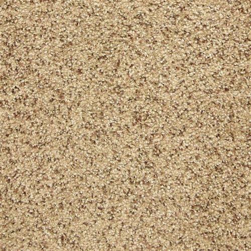 This and That in Color Point Carpet