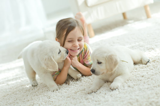 child playing with puppies on carpet 