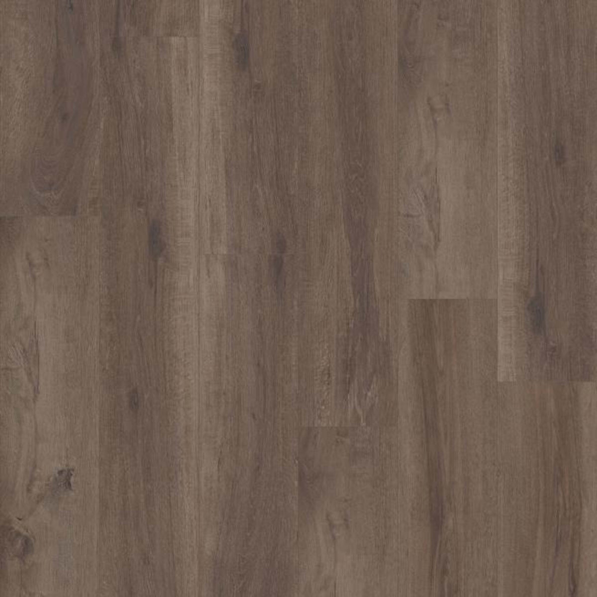 TREASURE COVE in Grande Borneo Oak